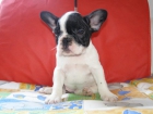 Preciosos cachorros de bulldog francés - mejor precio | unprecio.es