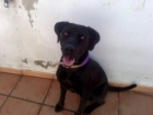 -- SE HA PERDIDO ESTE PERRO -- - mejor precio | unprecio.es