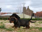 Cachorritos de Teckel mini, Ideales - mejor precio | unprecio.es