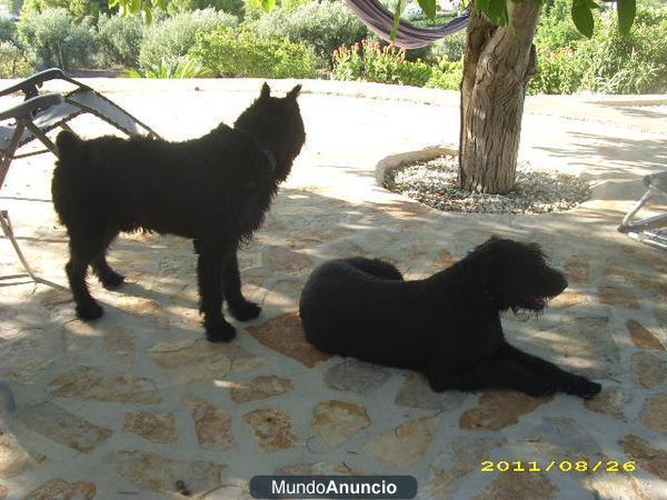 Cachorro de SCHNAUZER GIGANTE