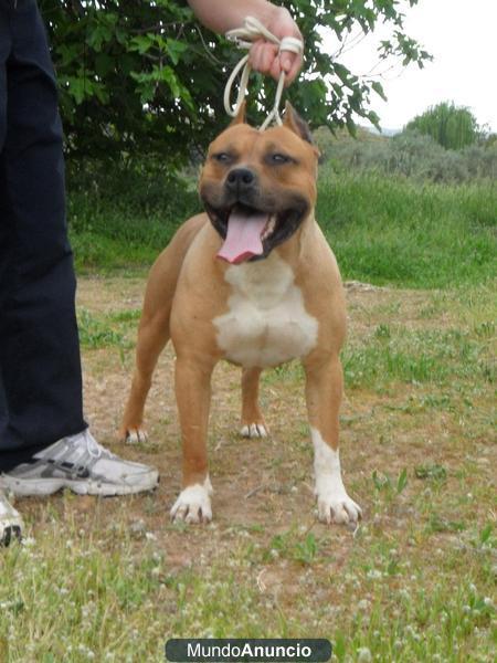 cachorros de american staffordshire terrier