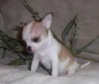 Chihuahuas de diferente tamaño y precio se enseñan - mejor precio | unprecio.es
