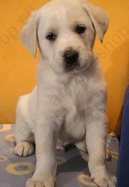 LABRADOR Y GOLDEN RETRIVER