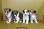 ROUGH COLLIE 350 EUROS - mejor precio | unprecio.es
