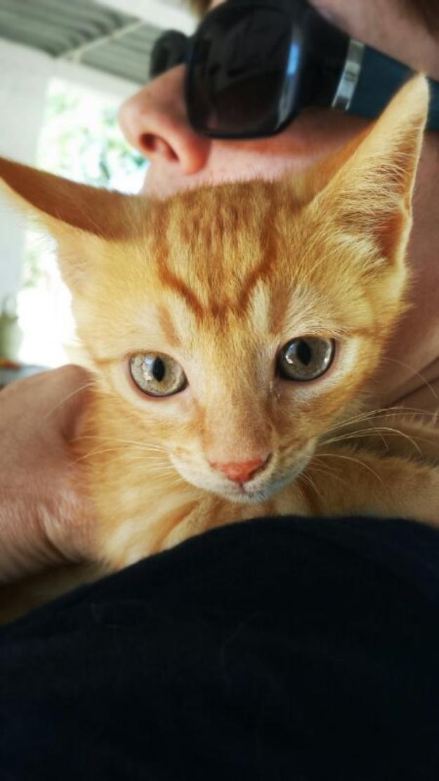 Tutti un gato naranjita bonito en adopción