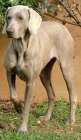 Weimaraners nacidos el 18-12-12. inscritos en LOE. Excelente camada - mejor precio | unprecio.es