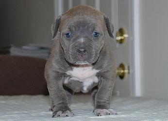 Buco adoptar un cachorro de pitbull macho.