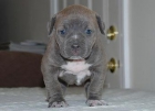 Buco adoptar un cachorro de pitbull macho. - mejor precio | unprecio.es