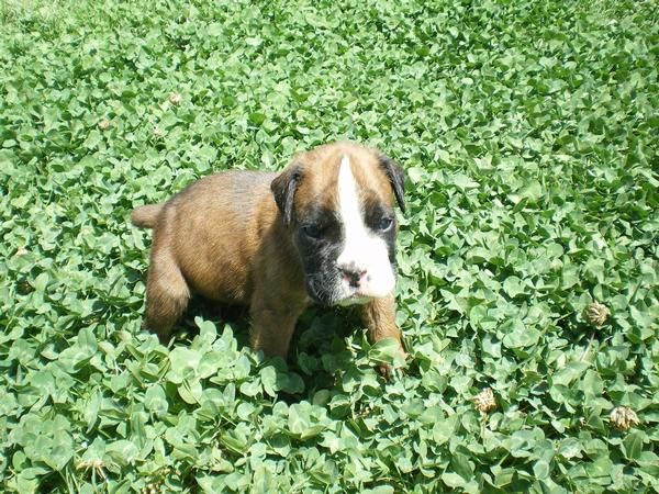 CACHORRITOS BOXER NIETOS DE CAMPEONES DEL MUNDO