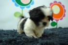 camada de shi tzu.cachorros de ensueño - mejor precio | unprecio.es