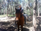 Necesito caballo - mejor precio | unprecio.es
