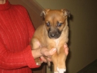 Noïa, cachorrita de 1 mes en adopcion - mejor precio | unprecio.es