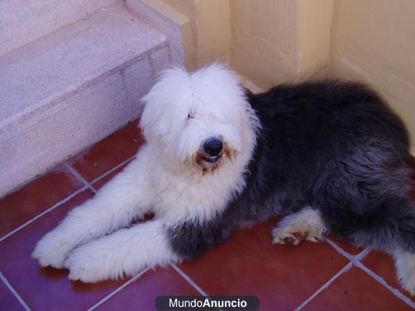Perrita -Bobtail - busca Novio