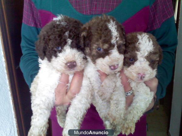 Vendo Perros de agua criados en familia