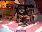 Vendo yorkshire - mejor precio | unprecio.es