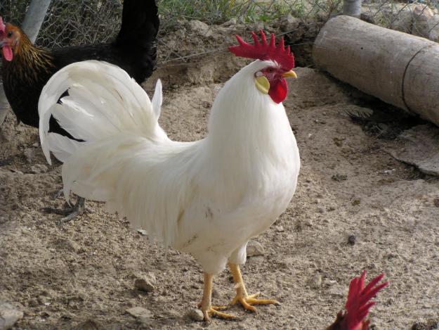 venta de huevos y pollitos de raza