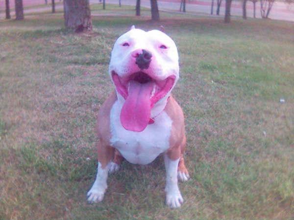 $$$@@@venta de pit bull americano@@@$$$