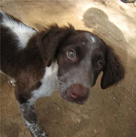 Alma, cachorrita bretona en adopción.