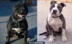 AMERICAN STAFFORDSHIRE TERRIER - mejor precio | unprecio.es