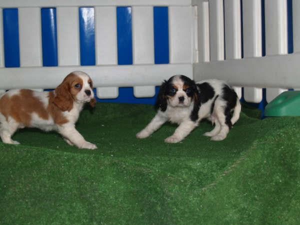 Cachorros Cavalier, preciosos