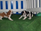 Cachorros Cavalier, preciosos - mejor precio | unprecio.es