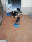 Camada de beagle con pedigree. 260€ - mejor precio | unprecio.es