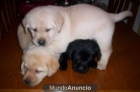 labradores negros y dorados camada IMPRESIONANTE MEJOR VERLA - mejor precio | unprecio.es