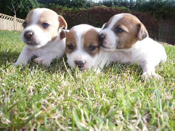 SE VENDEN JACK RUSSELL TERRIER DE MUY ALTA CALIDAD