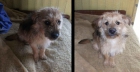 Toby, cachorrito de tamaño pequeño en adopcion - mejor precio | unprecio.es