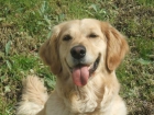 VENDO CACHORROS DE GOLDEN RETRIEVER BLANCOS Y OREADOS - mejor precio | unprecio.es
