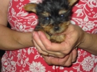 Yorkshire terrier standard,cachorros con pedigree. - mejor precio | unprecio.es