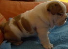 bulldog ignles - mejor precio | unprecio.es