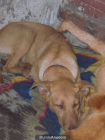 cachorrita canela en adopcion necesita tu ayuda - mejor precio | unprecio.es