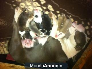 Cachorros American american stafford shire terrier