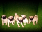 CACHORROS CARLINOS 390 Euros - mejor precio | unprecio.es