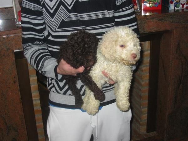 CACHORROS DE PERRO DE AGUAS