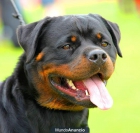 EL ROTTWEILER QUE NECESITAS...!! - mejor precio | unprecio.es
