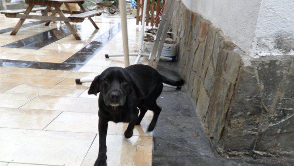 EN ADOPCION PERRITA CRUCE DE LABRADOR