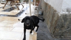 EN ADOPCION PERRITA CRUCE DE LABRADOR - mejor precio | unprecio.es