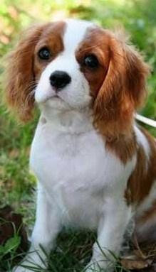 FANTASTICOS CACHORROS DE CAVALIER KING CHARLES