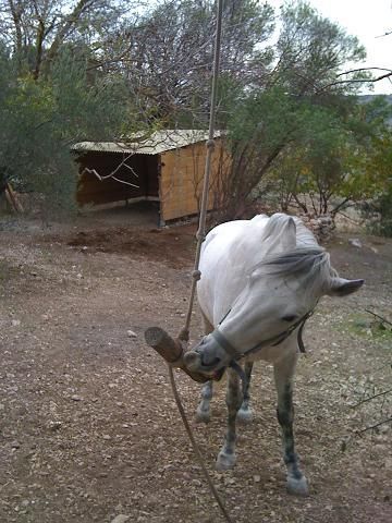 OFREZCO FINCA PARA ALOJAR CABALLOS EN LIBERTAD