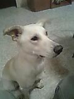 REGALO CACHORRO DE 9 MESES - mejor precio | unprecio.es