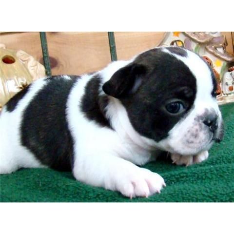 Regalo cachorros bulldog frances