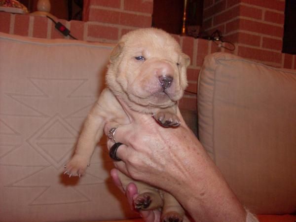 Shar Pei Hembra, excelente pedigree, muy arrugada, ultima.