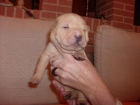 Shar Pei Hembra, excelente pedigree, muy arrugada, ultima. - mejor precio | unprecio.es