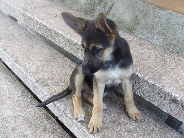 Cachorros de pastor aleman