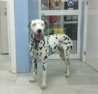 Dalmata urgente (Sevilla) - mejor precio | unprecio.es