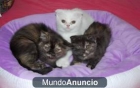 gatitos negros de un mes todo un regalo 680 16 11 15 - mejor precio | unprecio.es