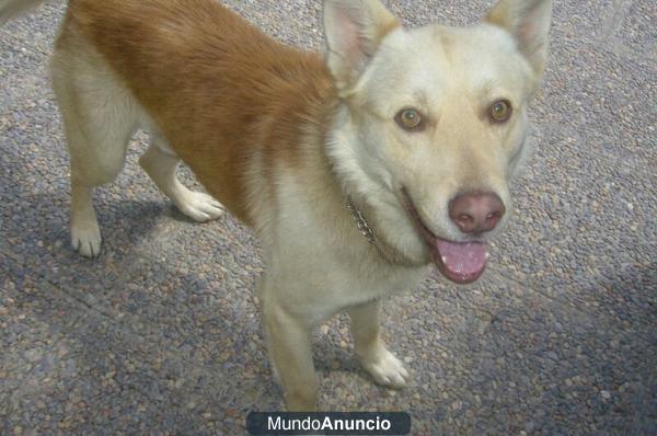 ORIOL grita de pena increible x samoyedo abandonado!!