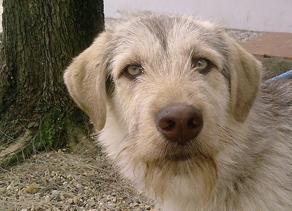 SCRUFFY, PRECIOSO MESTIZO DE OJOS VERDES
